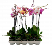 Орхидея Bonito ф12, Н50-70 см