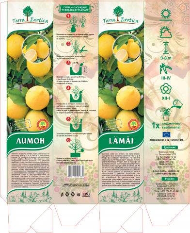 Цитрус-лимон корен пакетиран в саксия и кутия - Овошки и плодни храсти