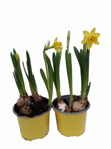 Нарцис Ф9 см - Пролетни балконски цветя