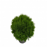 Туя Occidentalis Little Giant 7.5 л