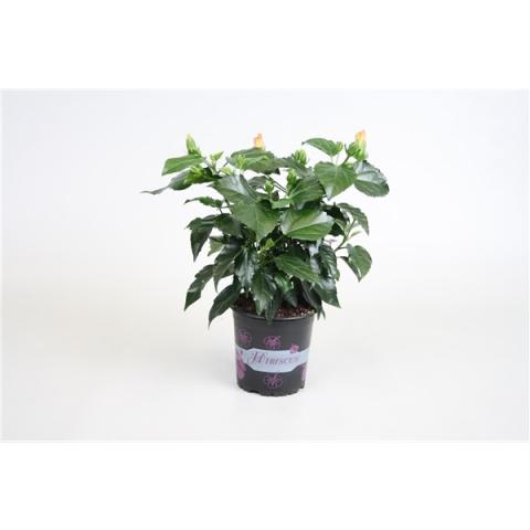 Хибискус роза-синенсис ф13/Н:30 см, снимка 2 - Цъфтящи