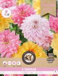 Луковици COMBO Далия Decorative- Vieve mix