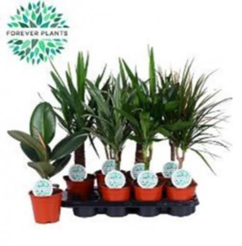 Зелени растения микс ф14 см - Зеленолистни