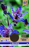 Луковици PURE Трициртис Blue Wonder, 1бр