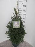 Пицея Glauca Super Green ф28 см H 115 см