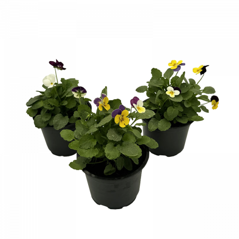 Теменужка трикси Ф10.5см, снимка 3 - Пролетни балконски цветя