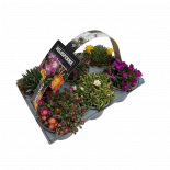 Делосперма Cooperi 6 бр. ф9 см H12 см