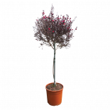 Лептосперум 5 л дърво