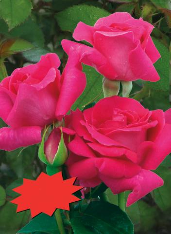 Японска роза Polyantha 2л, микс, снимка 3 - Рози
