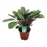 Ктенанте Amagris Ф14см, H25см