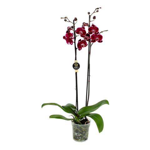 Орхидея Фаленопсис Bonito, снимка 3 - Външни растения