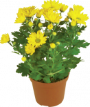 Хризантема Ф:11см Н:30см