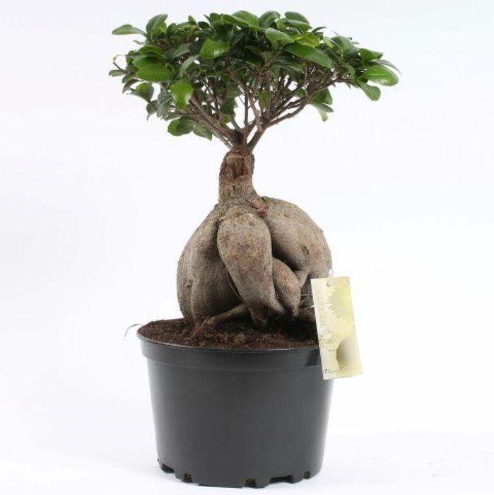 Фикус microcarpa Ginseng ф17/Н50 см 22110909 на топ цена — Home Max ...