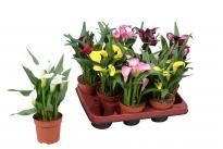 Кала ф10,5см, 30-35см, микс цветове