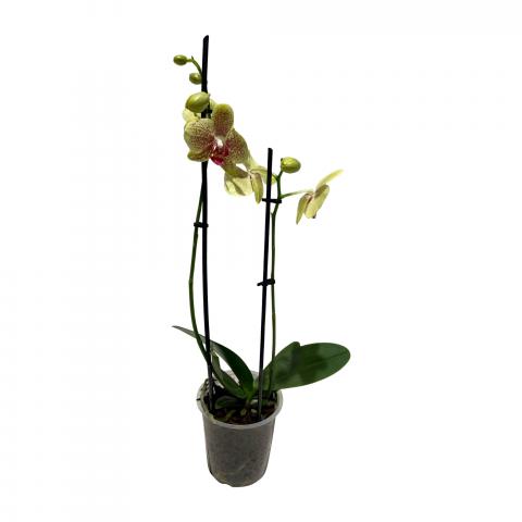 Орхидея Фалаенопсис ф12, Н40-50см - Външни растения