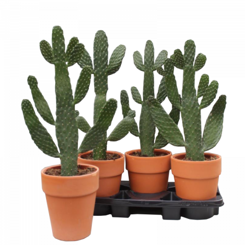Кактус Opuntia Consolea ф18 см H65 см - Зеленолистни