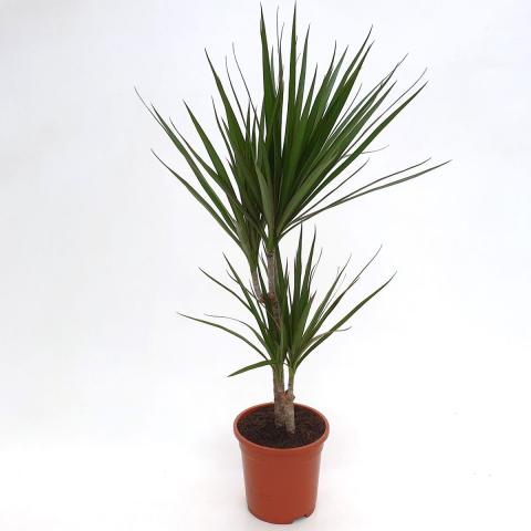 Драцена маргината 30-10 - Големи растения