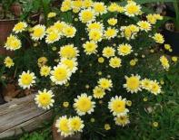 Христовидна маргарита ф14 цветна