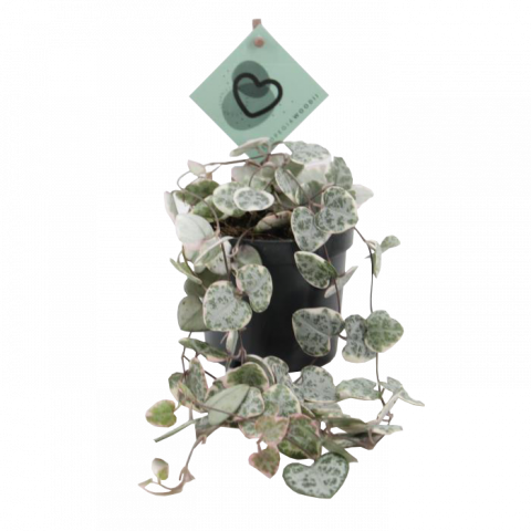 Пълзящо сърце Variegata Ф8.5см, H20см - Зеленолистни