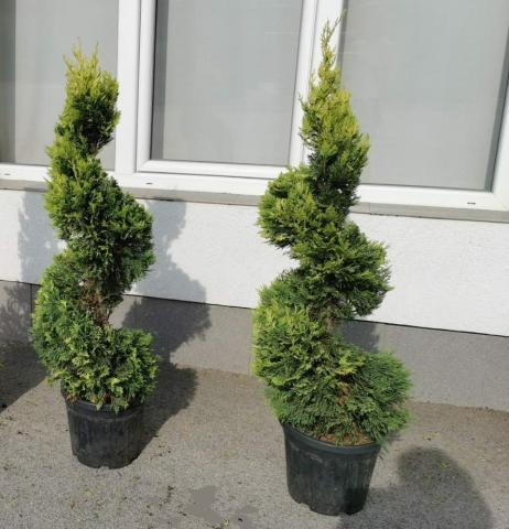 Кипарис Лейланд Gold River - Иглолистни храсти и дървета