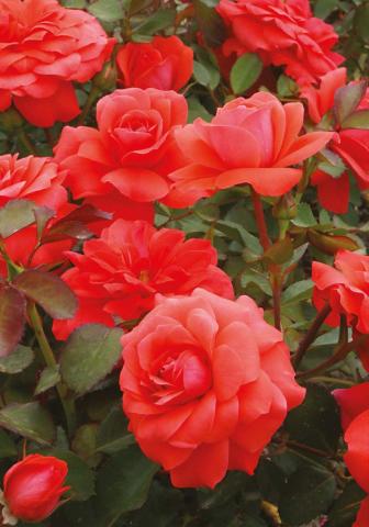 Японска роза Polyantha 2л, микс, снимка 4 - Рози