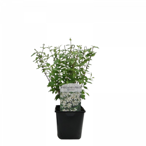 Филаделфус ф17 см - Листопадни храсти и дървета