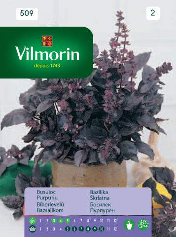 Босилек червен - Вилморин, снимка 2 - Семена за билки и подправки