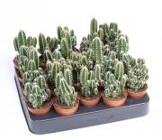 Кактус ф5,5см, В12см