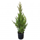 Кипарис Лейланди 7л