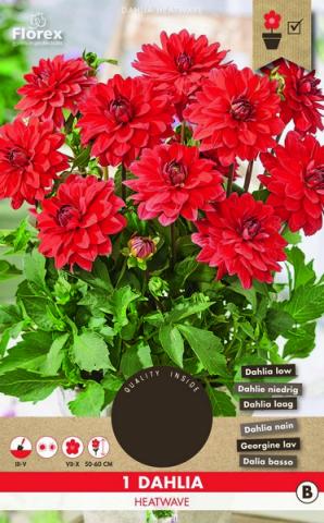 Луковици Pure Далия Heatwave 1бр. - Далии