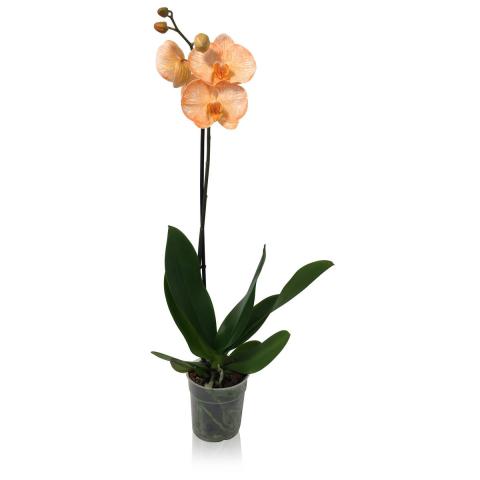Орхидея Фаленопсис Bonito, снимка 6 - Външни растения