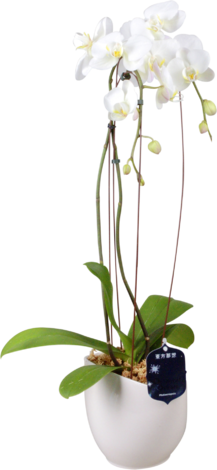 Орхидея Фаленопсис Танго Ф:26 - Орхидеи
