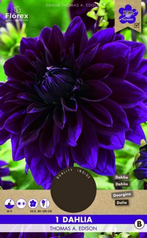 Луковици PURE Далия Thomas Edison, 1бр - Далии