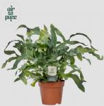 Флебодиум Blue Star ф12 см H35 см