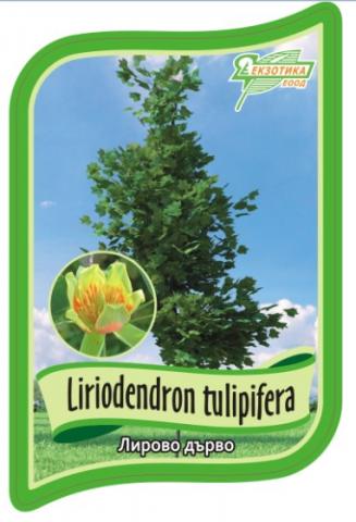 Лириодендрон 120/140 см, Со 4л - Листопадни храсти и дървета
