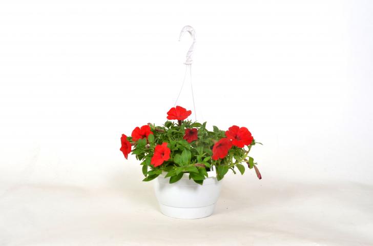Каскадна петуния в кошница ф19см, снимка 3 - Пролетни балконски цветя