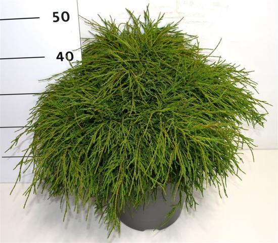 Лъжекипарис конт. 7,5 л - Иглолистни храсти и дървета