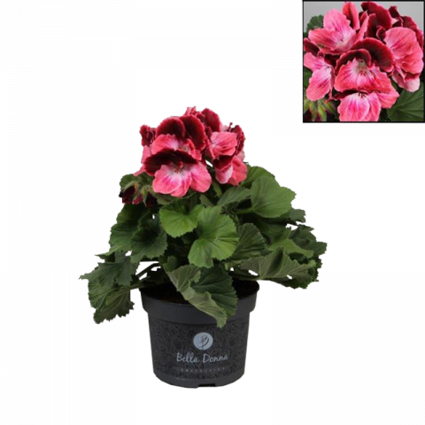 Пеларгониум Грандифлорум Don Camaro ф12/H15-25см - Пролетни балконски цветя