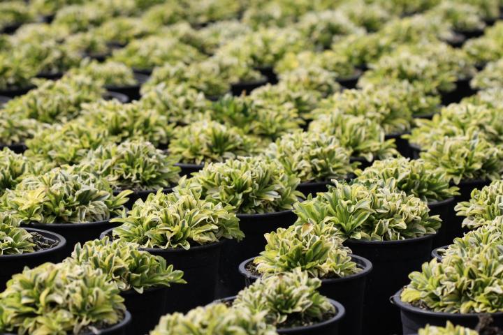 Арабис 1 литър, снимка 2 - Листопадни храсти и дървета