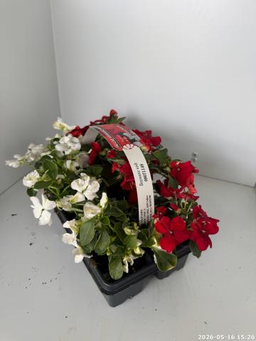 Разсад Импатиенс Валериана 6 бр. кошница, снимка 2 - Пролетни балконски цветя
