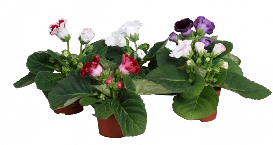 Синингия (каменно цвете) ф12 - Цъфтящи