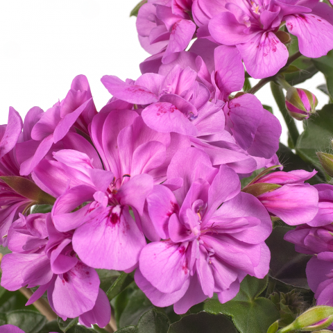 pelargonium_p_Amelit - Пролетни балконски цветя