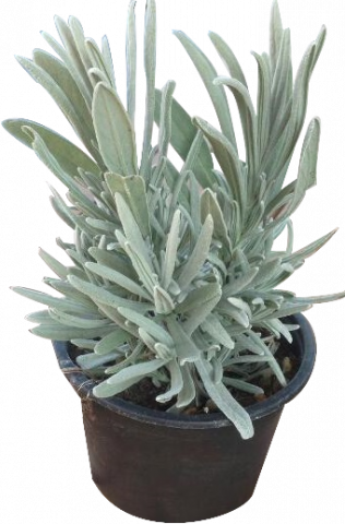 Лавандула Angustifolia ф9 см - Многогодишни перенни растения