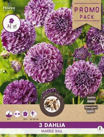 Луковици Promo Далия Marble Ball 3бр. - Далии