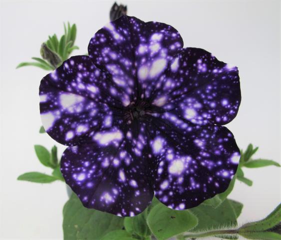 Каскадна петуния Surprise sparkling ф10.5 см, снимка 3 - Външни растения