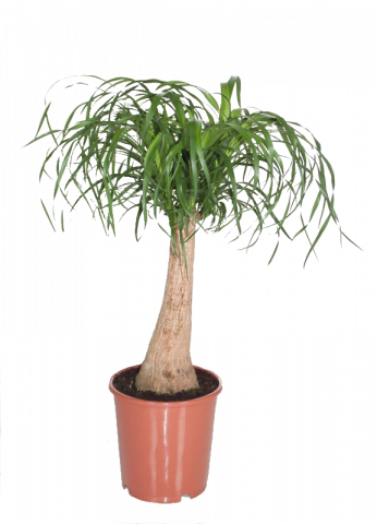 Нолина recurvata ф24, H90 см - Големи растения