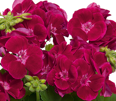 Pelargonium_z_Fairy_Velvet (2) - Пролетни балконски цветя
