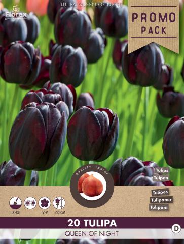 Луковици Лале Queen of Night 20 бр. - Външни растения