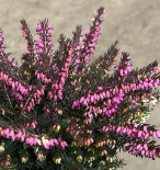 Ерика Daleyensis ф11 см