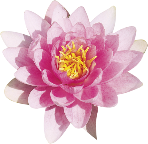 Водна лилия 11 см - Други външни растения